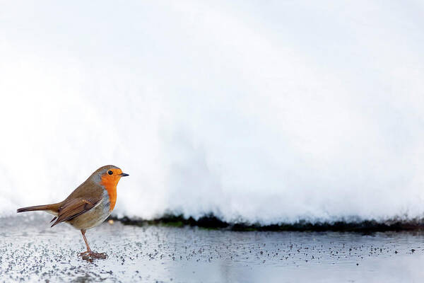 Snow Art Print featuring the photograph Robin In The Snow by Andrew howe