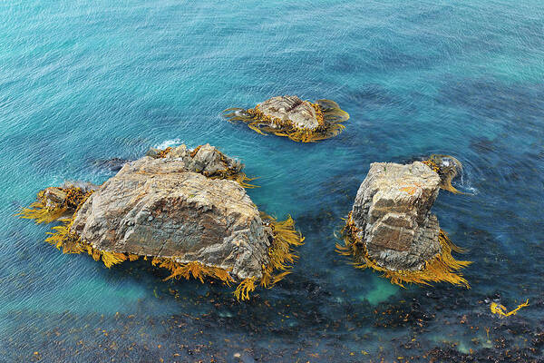 Tranquility Art Print featuring the photograph Rock With Seaweed by Raimund Linke