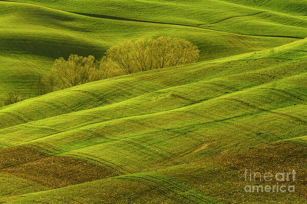 Landscape Art Print featuring the photograph Rolling Grassy Landscape Tuscany-1 by Heiko Koehrer-Wagner