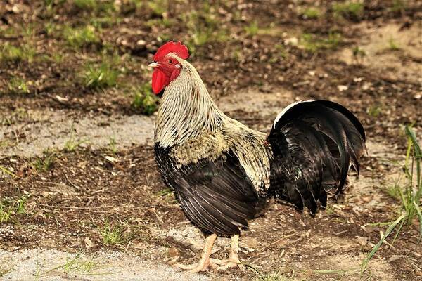 Nature Art Print featuring the photograph Rooster Portrait by Sheila Brown