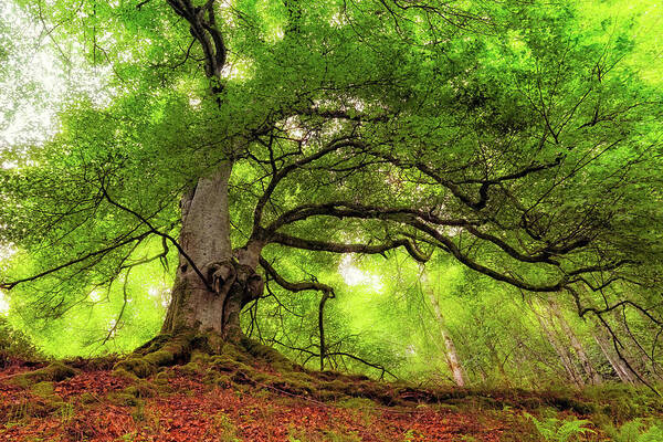 Taymouth Estate Art Print featuring the photograph Roots of Taymouth Estate - Scotland - Beech Tree by Jason Politte