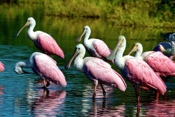 Roseate Spoonbill Birds Art Print featuring the photograph Roseate Spoonbills by Sally Weigand