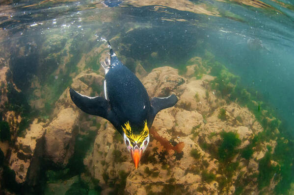Animals Art Print featuring the photograph Royal Penguin Swimming Underwater by Tui De Roy