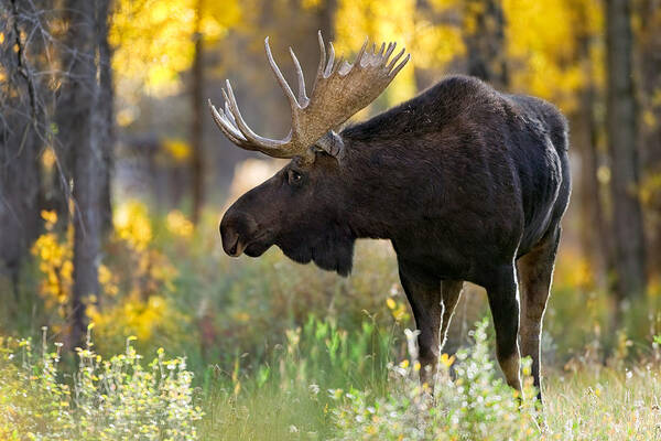 Moose Art Print featuring the photograph Royalty by Nick Kalathas