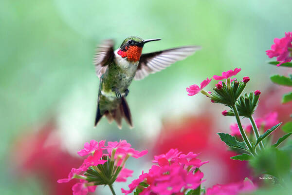 Hummingbird Art Print featuring the photograph Ruby Garden Jewel by Christina Rollo