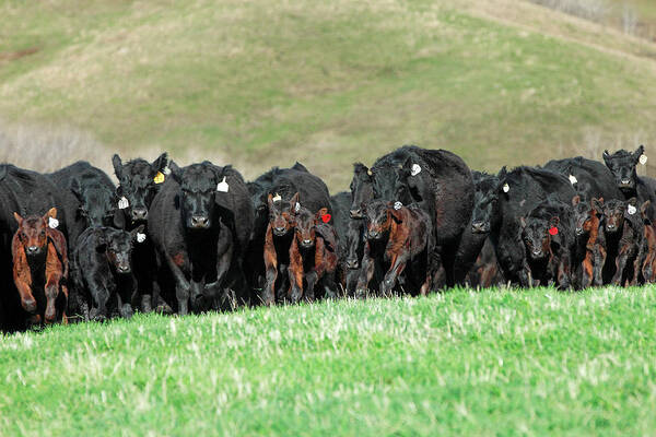 Herd Art Print featuring the photograph Rushing Angus by Todd Klassy