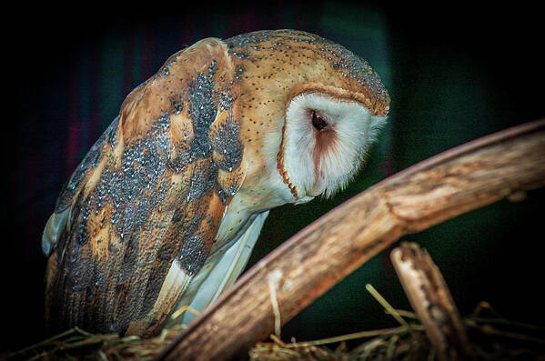 Barn Art Print featuring the photograph Sad Owl in the Barn by Louis Dallara