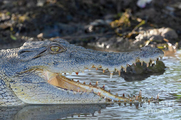 Amphibian Art Print featuring the photograph Saltwater Crocodile by Dr P. Marazzi/science Photo Library