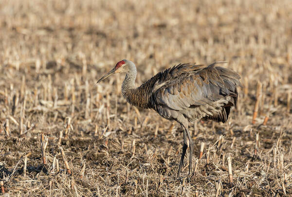 Sandhill Crane Art Print featuring the photograph Sandhill Crane 2018-9 by Thomas Young