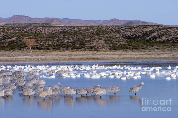 Wildlife Art Print featuring the photograph Sandhill Cranes And Snow Geese by Manuel Presti/science Photo Library