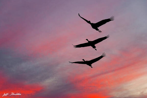 Animal Art Print featuring the photograph Sandhill Cranes at Sunset by Jeff Goulden