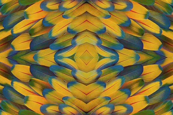 In A Row Art Print featuring the photograph Scarlet Macaw Wing Feather Pattern by Darrell Gulin
