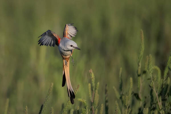 Wildlife Art Print featuring the photograph Scissor-tailed Flycatcher Locked On Target by Sheila Xu