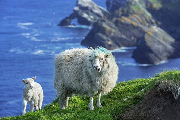 White Art Print featuring the photograph Scottish Sheep with Lamb by Arterra Picture Library