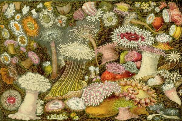 Animals & Nature Art Print featuring the painting Sea Anemone Panorama by Unknown