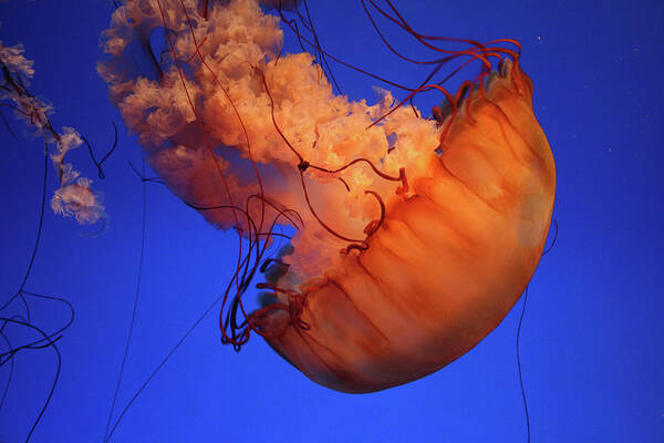 Underwater Art Print featuring the photograph Sea Nettle Jellyfish by Harvey Tsoi