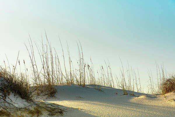 Sea Oats Art Print featuring the photograph Sea Oats in the Sunlight by Mike Whalen