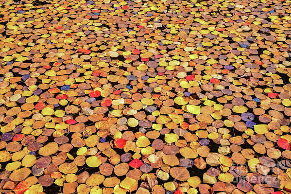 Leaves Art Print featuring the photograph Sea of Leaves by Melissa Lipton