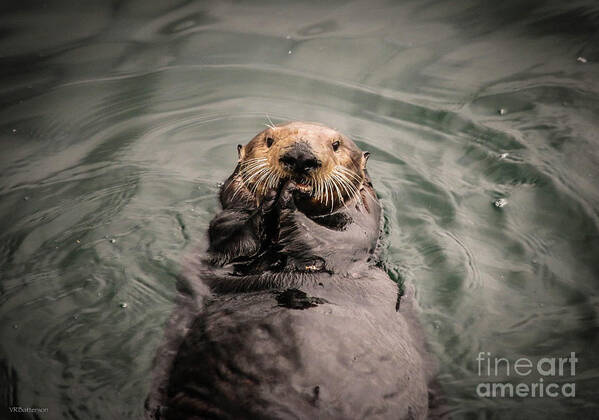 Sea Otter Art Print featuring the photograph Sea Otter Monterey Bay II by Veronica Batterson