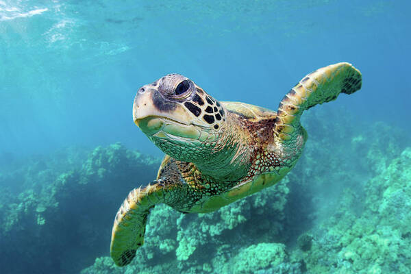Underwater Art Print featuring the photograph Sea Turtle, Hawaii by M Swiet Productions