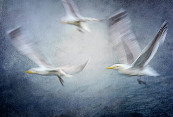 Seagull Art Print featuring the photograph Seagulls by Katarina Holmstrm