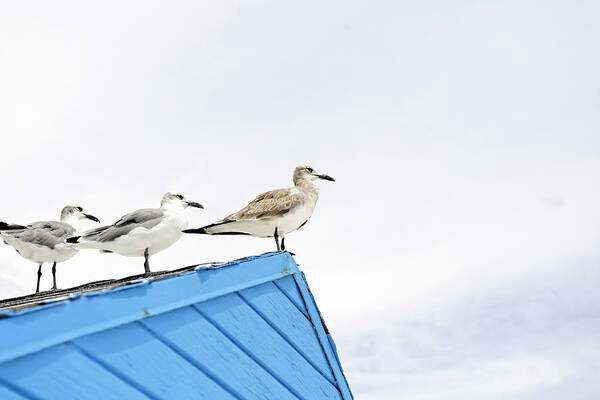 In A Row Art Print featuring the photograph Seagulls On Roof Of Kiosk by Axel Schmies