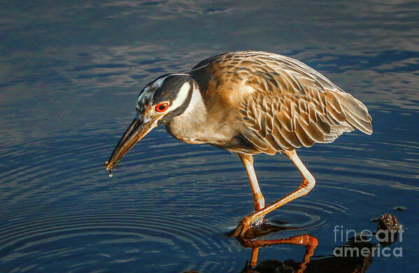 Heron Art Print featuring the photograph Searching for Breakfast by Tom Claud