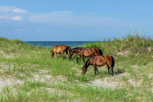 Animals Art Print featuring the photograph Seaside Graze by Donna Twiford