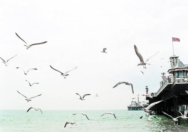 Animal Themes Art Print featuring the photograph Seaside Seagulls by Richard Newstead