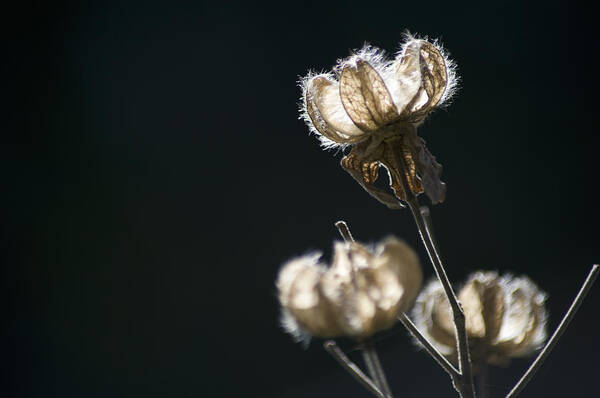 Black Background Art Print featuring the photograph Seed Pods Of Confederate Rose by Wataru Yanagida