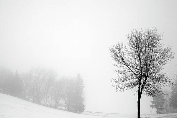 Winter Art Print featuring the photograph Sentinel by Willow Way Studios, Inc.
