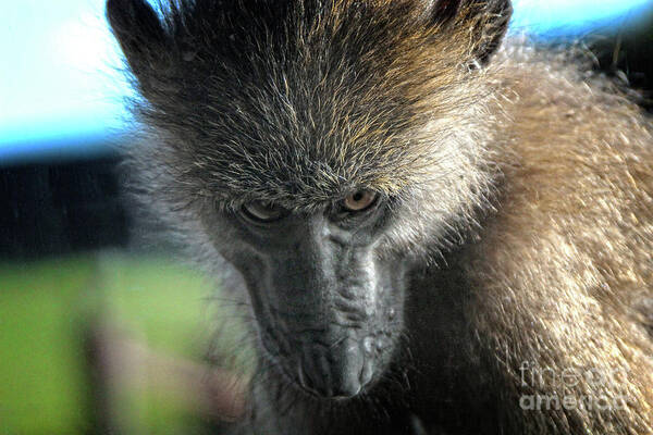 Monkey Art Print featuring the photograph Serious Macaque Monkey by Doc Braham