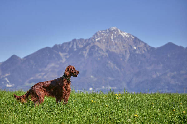 Irish Setter Art Print featuring the photograph Setterland by Robert Krajnc