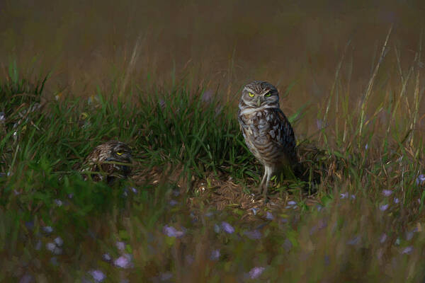 Burrowing Owls Art Print featuring the photograph Setting up home for the little ones by Dan Friend