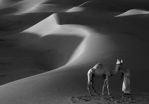Camel Art Print featuring the photograph Shadows Lines by Motazassi
