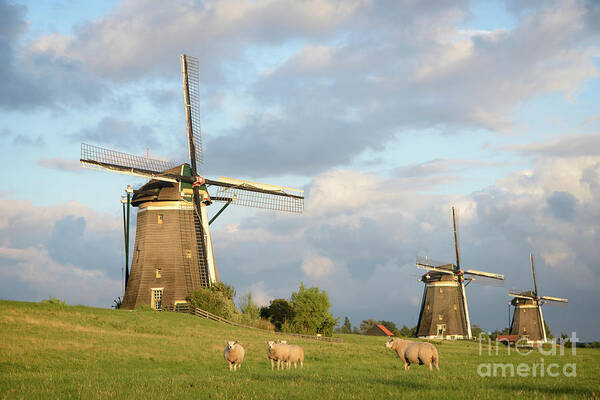 Sheep Art Print featuring the photograph Sheep and windmills under a cloudy sky by IPics Photography