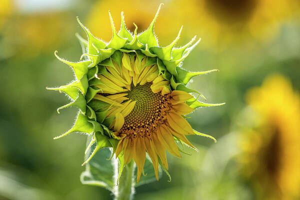Colorado Art Print featuring the photograph Showing My Sunflower Petals by Teri Virbickis