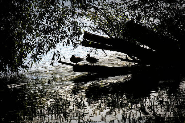 Silhouette Ducks Art Print featuring the photograph Silhouette Ducks #h9 by Leif Sohlman