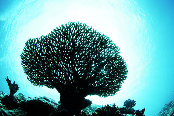 Underwater Art Print featuring the photograph Silhouetted Coral by Yusuke Okada/a.collectionrf