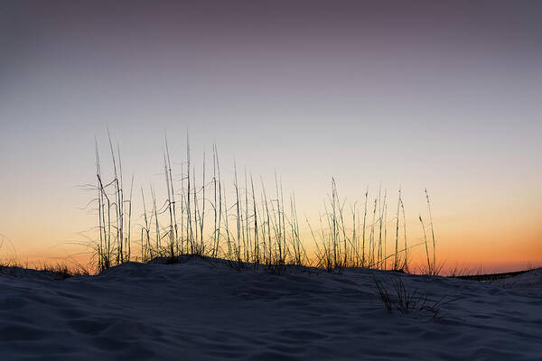 Silhouette Art Print featuring the photograph Silhouette of Sea Oats by Mike Whalen