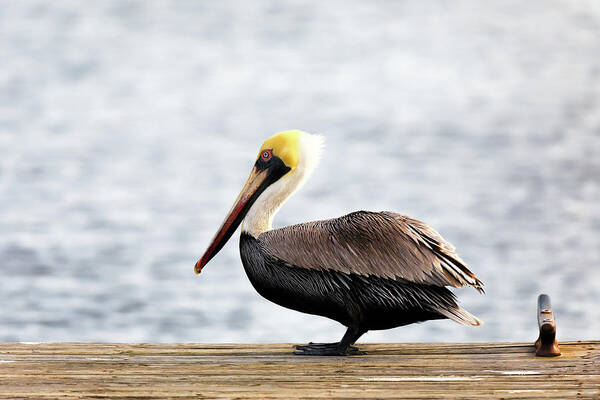 Pelican Art Print featuring the photograph Sitting on the Dock of the Bay by Susan Rissi Tregoning