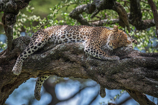 Leopard Art Print featuring the photograph Sleep In The Sunlight by Jeffrey C. Sink