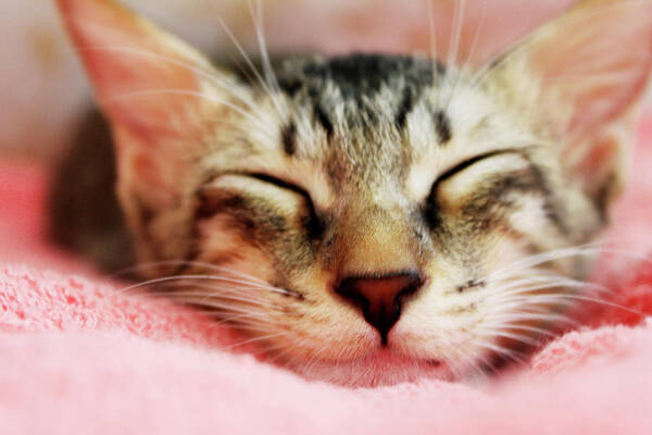 Pets Art Print featuring the photograph Sleeping Kitten by Joey Lim