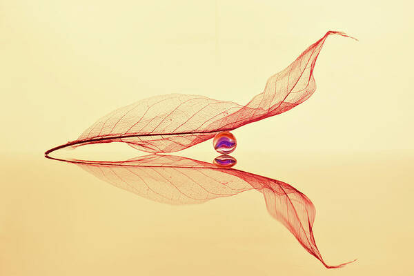 Leaf Art Print featuring the photograph Small Spherical by E.amer