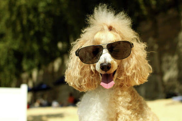 Pets Art Print featuring the photograph Smiling Poodle Wearing Sunglasses On by Stephanie Graf-vocat - Sgv Photography