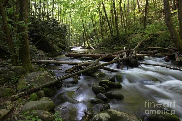 Smoky Art Print featuring the photograph Smoky Mountain Stream by Douglas Stucky