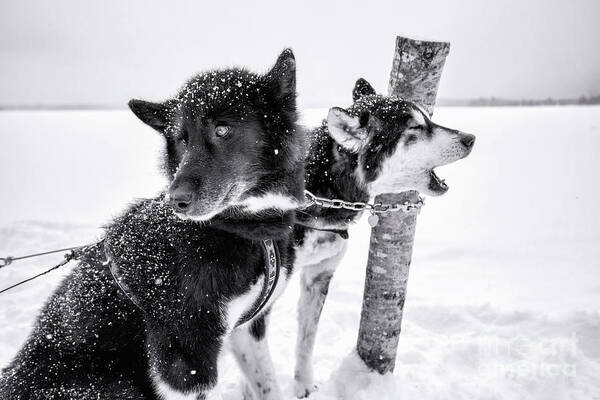 Dogs Art Print featuring the photograph Snow Dogs by Becqi Sherman