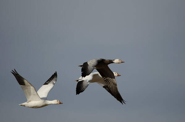 Snow Goose Art Print featuring the photograph Snow Geese by James Petersen