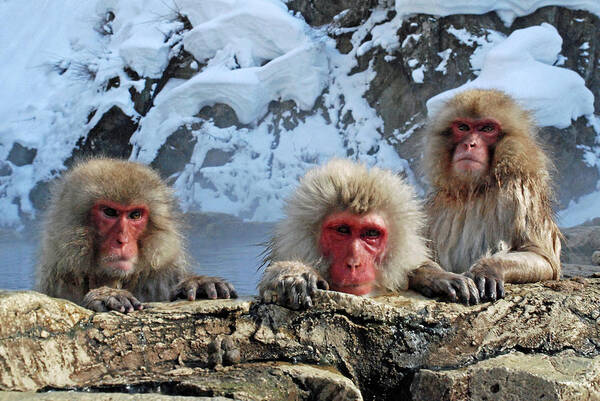 Snow Art Print featuring the photograph Snow Monkeys Bathing In Hot Springs by Photo By Jean-françois Chénier