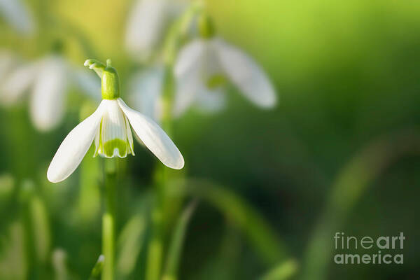 Snowdrops Art Print featuring the photograph Snowdrops at eye level with copy space by Simon Bratt